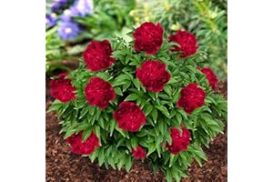 DUTCH BULBS EXCLUSIVE PLANTS FROM HOLLAND Piante Vere da Esterno - 1 Peonia Pianta Vera Red Passion - Perenni - Piante e Fiori Esclusivi dall'Olanda - per giardino, vasi e balcone (non semi, non bulbi, non artificiali)
