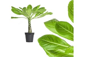INTERFLOWERS GMBH 1x echte Hawaii Palme - ca. 45cm gross - brighamia insignis Vulkanpalme/blühende Zimmerpflanze Hawaiipalme endemisch aus Hawaii - sehr exotisch, immergrün