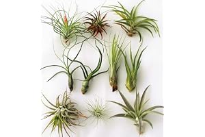 3 Tillandsia-mix, luftväxt, inomhusväxt