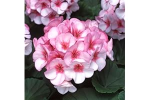 JUST SEED JustSeed - Flower - Geranium - Horizon F1 - Star - 10 Seeds