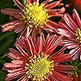 Perfect Plants Aster dumosus Jenny Perennial Plant in 13cm Pot – Michaelmas Daisy, Bright Pink Flowers, Hardy for Garden Borders