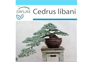 SAFLAX - Zestaw prezentowy - Bonsai - Cedr Libański - 20 Nasiona - Z pudełkiem prezentowym/wysyłkowym, etykietą wysyłkową, kartą podarunkową i podłożem do uprawy - Cedrus libani