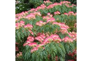 HORTUS PLANTA Albizia julibrissin Rosea - Silk Tree - Plant in 9 cm Pot