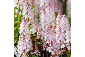 GARDENERSDREAM Tiarella Pink Skyrocket Potted Flowering Herbaceous Perennial Garden Shrub (20-30cm Incl. Pot)