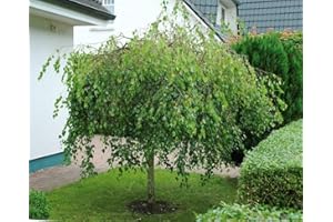PILLE BAUMSCHULEN Betula pendula Youngii Trauerbirke Hängebirke Birke verschiedene Größen auf Stamm (Stammhöhe 80 cm)