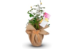 WILLOWS LIVING GIFTS Golden Wedding Rose - 50th Anniversary Rose Bush - Gift Wrapped Golden Anniversary Rose