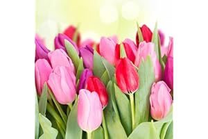 Pronto Seed Tulip Tall Mix Bulbs | Set of 24 Tall Tulips Flowers in Pink & Red Shades for Spring Gardens | Hardy Perennials for Planting Now UK