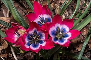 Oliwier's Bulbs 10x Dwarf Tulip 'Little Beauty' Early Spring Flowering Botanical Tulip Bulbs Beautiful Garden Patio Balcony Ready for Planting Now