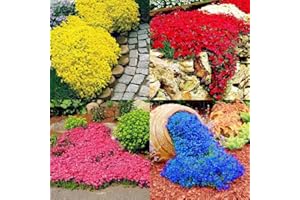 lamphle 300 pièces Jardin Couvre-Sol Tapis Vivace Fleur Plante décor Roche cresson graines Fleur Arbre fruitier graines de légumes Bleu Graines de cresson