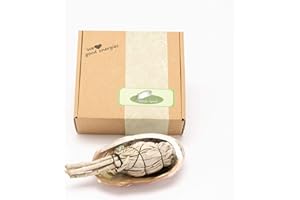 NATIVE SPIRIT Native-spirit Set: Concha de abulón 13-15 cm (5 Pulgadas) y una Varita Atada de Salvia Blanca (Baby) 3-4 Pulgadas