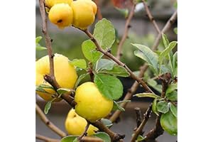 GENERIC GIAPPONESE Quince Chaenomeles Japonica - 20 + SEMI