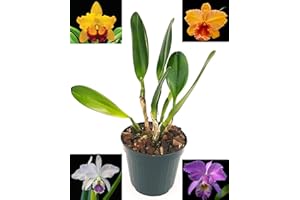 POWERS TO FLOWERS - CATTLEYA PIANTA ADULTA, VASO 15CM DIAMETRO. FIORITURA GARANTITA IN 6MESI, pianta vera