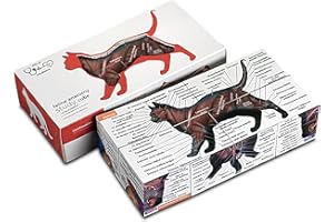 KITS OF MEDICINE Feline Anatomy Study Cube – 3D Cat Learning Model with Muscles, Skeleton & Organs | Foldable Cat Anatomy Study Cube for Vet Students, Teachers & Animal Lovers