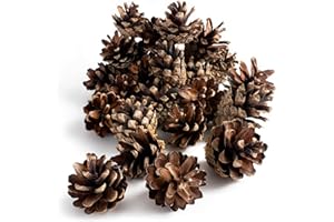 GARDIGO® Pine Cones – Approx. 80 Pieces | Filling Material for Insect Hotel | Pine Cones for Crafting Christmas Decoration Autumn Decoration | Christmas Tree Decoration Advent Wreath Decoration |