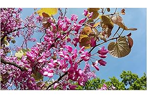 TREE ONLINE NURSERY Small Flowering Tree, Judas Tree CERCIS SILIQUASTRUM, Pink Flowers on Trunk and Bare Branches, Bronze Foliage in Spring, 5-10cm Tall Seedling in an 8cm Pot