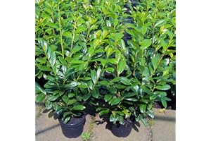 GARTENCENTER BARTELS Kirschlorbeer Novita Containerpflanzen 100-120 cm