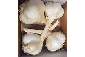 Soc. Agr. I POGGI S.S. Aglione della Val di Chiana ( 4/6 capi - 1 kg ) Italia