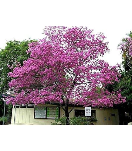 サクラ　No.1 楽天市場】桜 苗木 大島桜 12cmロングポット苗 おおしまざくら