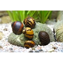 TOP Algenkiller! Batik-Schnecke - Neritina variegata - 5 er Gruppe :  Amazon.de: Haustier