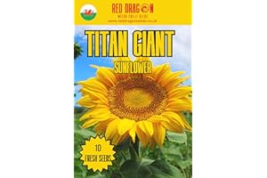 RED DRAGON SEEDS Titan Giant Sunflower Seeds - 10 Fresh Seeds - Grow one of The Tallest Sunflower Plants Over 15 feet Tall