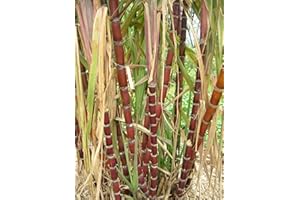 SVI 5 Semi di Saccharum Officinarum gigante della canna da zucchero