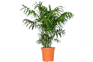 BLOOMIQUE Chamaedorea Elegans - Palmera de Salón - Plantas Naturales Interior - Purificador de Aire - ⌀18 cm - 70-80 cm
