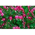 GreenCaartRed Bleeding Heart Vine Plant varieties Vine Clerodendrum thomsoniae Plant Healthy Live Roof TOP Cutting Plant Pack Of 1