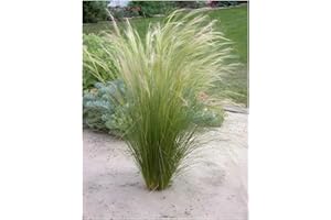 1 x Stipa tenuissima 'Pony Tails' im 1 Liter Topf (Ziergras/Gräser/Winterhart/Mehrjährig/Staude/Stauden) Federgras - Leichtigkeit und Eleganz in jedem Garten - von Stauden Gänge