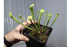 EXOTENHERZ Pitcher Plant - Sarracenia - 9cm Pot