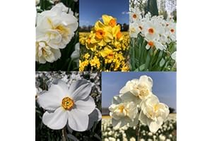 Perfect Plants – Fragrant Daffodil 50 Bulb Gift Box Collection – 5 Premium Varieties Size 12/14 (Cheerfulness White, Geranium, Golden Dawn, Actaea & Sir Winston Churchill) – Garden-Ready Spring Bulbs