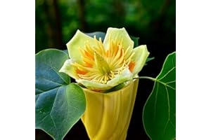 LE GEORGICHE Pianta vera di Liriodendron tulipifera