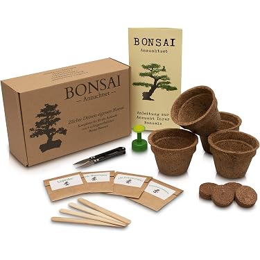 pinus watereri bonsai Pinus sylvestris watereri