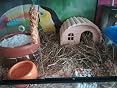 Wooden Hamster House – Pine Wood Hut With Openable Roof For Gerbils & Mice-588401