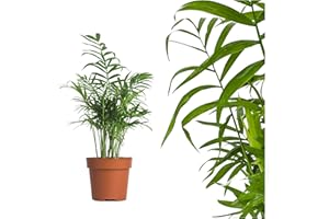 INTERFLOWERS GMBH Palmera montaña 50cm Chamaedorea elegans Arecaceae - Arecaceae