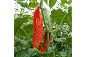 Saterkali Semi di cetriolo rosso, semi di cetriolo rosso bonsai rosso naturale a risparmio idrico da 100 pezzi/borsa per giardino Semi Di Cetriolo Rosso
