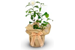 WILLOWS LIVING GIFTS Camellia Golden Anniversary - Wrapped Plant - Golden Wedding - 50th Golden Wedding Anniversary