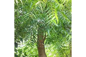 SEELANS SUPERSTORE Seelans Fresh Natural Neem Leaves, 70g