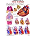 Buy The Heart Wall Chart (Human Body Chart) - Both Side Hard Laminated ...