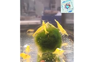 Topbilliger Tiere Yellow fire Garnele Neocaridina - 5x