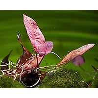 Gärtnerei - Garnelio Roter Tigerlotus, Nymphaea Lotus rubra - ROTE Aquarium Pflanze/Wasserpflanze fürs Garnelenaquarium…