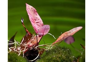 GÄRTNEREI - GARNELIO Roter Tigerlotus, Nymphaea lotus rubra - ROTE Aquarium Pflanze/Wasserpflanze fürs Garnelenaquarium, Art:Ausgetriebene Knolle