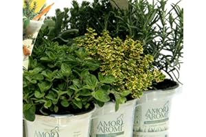 AMORI E AROMI Pianta aromatiche classiche per cucina italiana N.6 vasi x 2 pack (in vaso diam.9cm) totale 12 vasi…