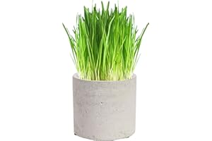 CAT FURNATURE .CO .UK Cat FurNature - Luxury Cat Grass Pots and Growing Kits (Concrete Round)