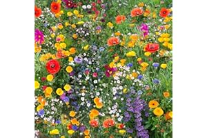 DAMAVAND PRO 100% Wild Flower UK Seed Plants Attracts Bees & Butterfly No Grass Pure Wildflower Seeds Genuine Flower Seeds Mix Annual Meadow Nice Colour Coordinated(50G)