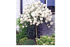 BALDUR Garten Snowball Trunk, 1 Plant, Viburnum, Hardy, Perennial, Bee-Friendly, Easy Care, Flowering, Fragrant, Ornamental Tree, Ornamental Trunk