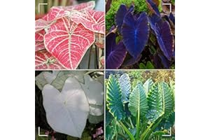 MHTSNW Oreja de elefante bulbos,Colocasia plantas,bulbos de alocasia,elefante orejas Bulbos,bulbo oreja de elefante,natural colocasia,elefante planta,Plantas de interior y exterior.-3bulbos-greenA