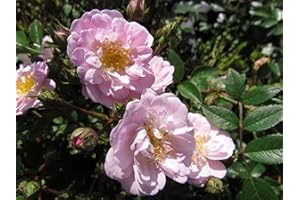 GORGEOUS GARDEN ROSES Little Rambler - 5.5lt Potted Rambling Garden Rose - Fragrant Pale Pink/White Blooms