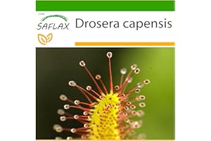 SAFLAX - Drosera - 200 semi - Con substrato - Drosera capensis