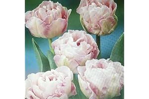 GENERIC 30 X Doppio, fioritura tardiva, Rosa Tulipani Angelique Bulbi. Alta qualitÃ