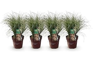 GREEN BOUTIQ GreenboutiQ - Graminées Ornementales - Carex comans Frosted Curls - Vert - 2 Plantes - Persistantes - Peu d'Entretien - Pot 17cm Hauteur 50cm